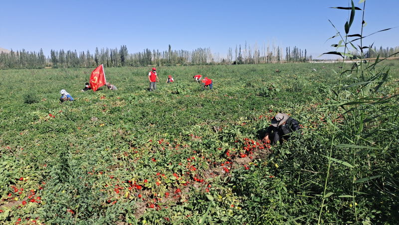 新疆焉耆：紅彤彤的番茄托起金燦燦的“錢”景
