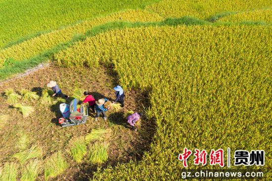 2022年9月5日，在贵州省黔西市锦星镇洪湖村优质水稻种植基地，村民收割成熟的水稻（无人机照片）。