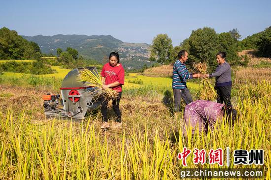 2022年9月5日，在贵州省黔西市锦星镇洪湖村优质水稻种植基地，村民收割成熟的水稻。