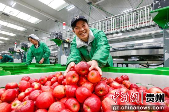 50吨“威宁苹果”远销越南