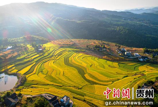 2022年9月5日拍摄的贵州省黔西市锦星镇洪湖村优质水稻种植基地一角（无人机照片）。