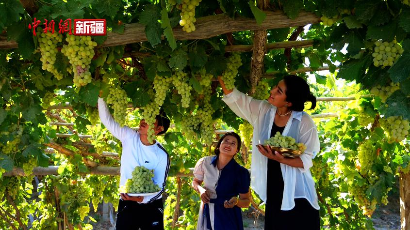 新疆沙雅：葡萄村的葡萄熟了