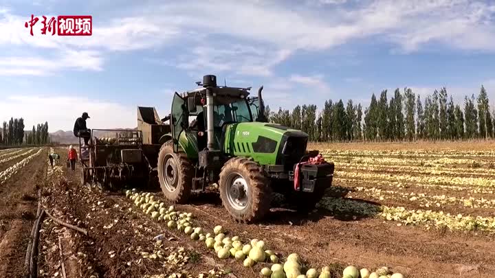 新疆：新式打瓜采收机田间采摘 订单农业收益好