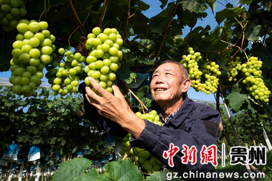 贵州黔西：葡萄飘香采摘忙