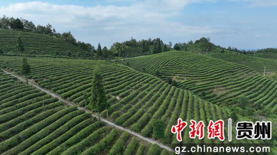 贵州金沙:“茶”颜观色造就绿水青山