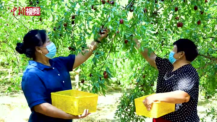 “中国早熟红枣之乡”新疆托克逊县红枣开始成熟