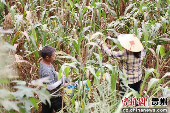 9月2日，施秉县牛大场镇牛大场村村民在收割高粱。