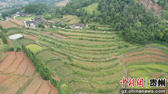 9月2日，拍摄的施秉县牛大场镇牛大场村丰收的高粱与村舍相映，构成一幅美景（无人机照片）吴康 摄。