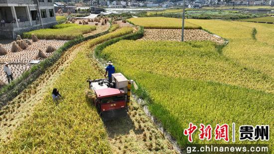 贵州金沙：6万亩水稻丰收忙