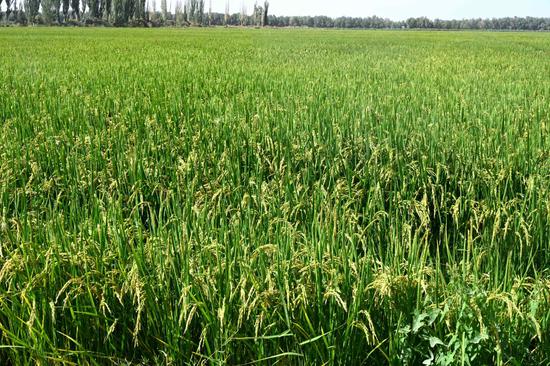 十三团7100亩水稻丰收在望