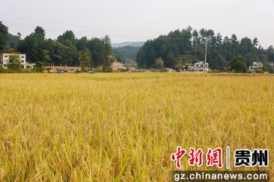 贵州惠水：20万亩水稻收割忙
