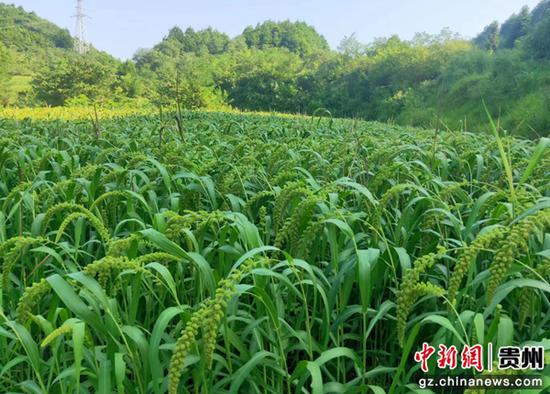 贵州黄平县谷陇镇：糯小米种植成为富民富镇强势产业