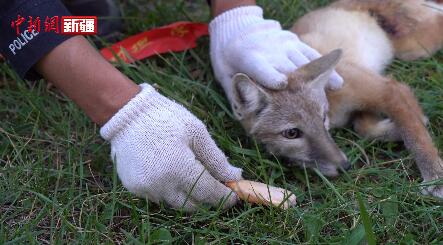 新疆吉木乃縣民警及時救助國家二級野生保護保護動物—沙狐