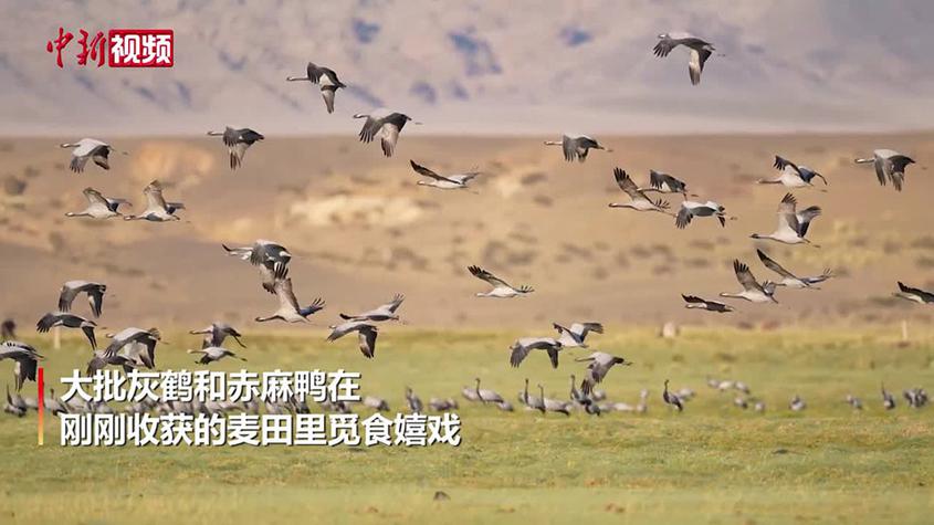 新疆邊境小縣上千只灰鶴在麥田覓食
