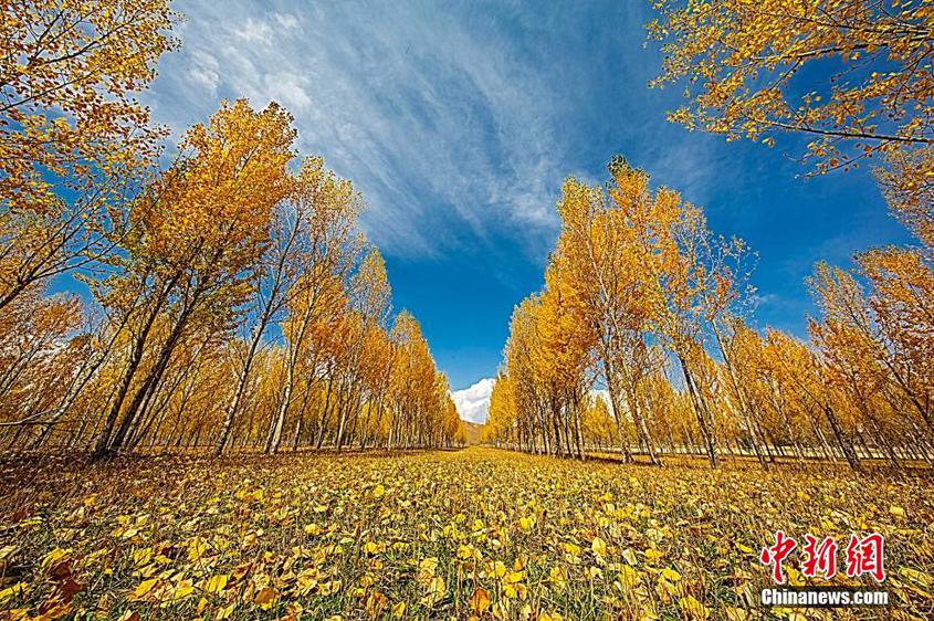 9月，新疆的昭蘇高原迎來了一年“最美的季節”，隨著氣溫的變化，大自然換上金黃色的外衣，開啟了絢爛多姿的秋光視覺盛宴。金色的濕地原始而壯觀，粗獷而秀美，層林盡染的山色與波光粼粼的水面交相輝映，金色的白楊和碧藍的天空構成一幅幅美麗的高原景色。沿著樹林穿行其中，如同進入油畫世界，色澤濃烈到耀眼。圖為金色的白楊和碧藍的天空構成一幅幅美麗的高原景色。李文武 攝