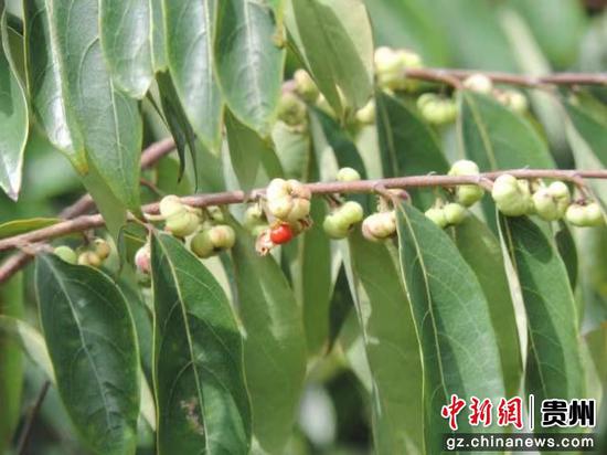 贵州马岭河峡谷发现叶下珠科木本植物新种