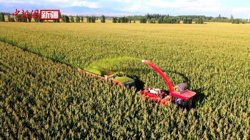 新疆尼勒克 青贮玉米收割一派繁忙