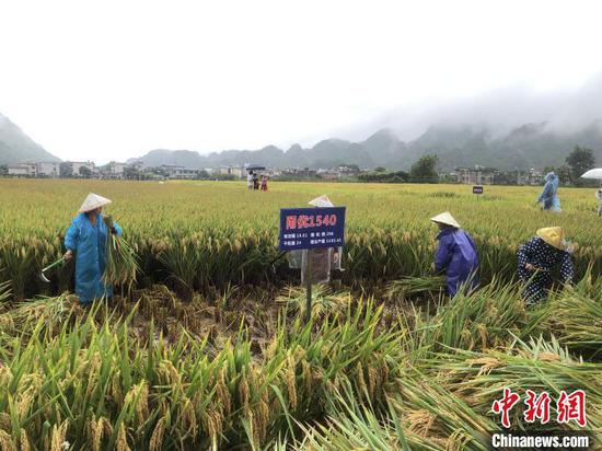 贵州兴义：水稻超高产试验示范基地亩产创1154.68公斤新高