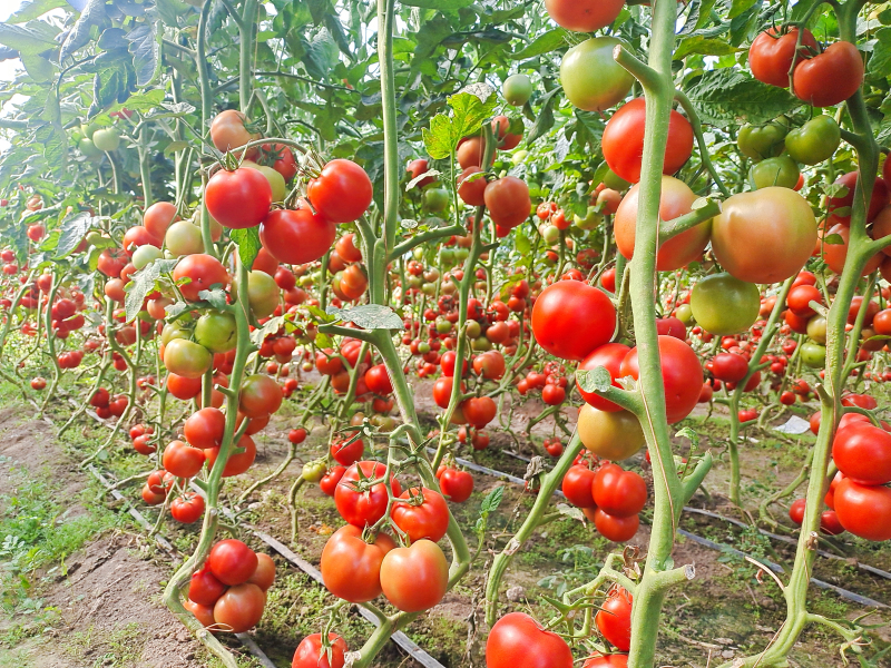 察布查爾：大棚西紅柿 增收“致富果”