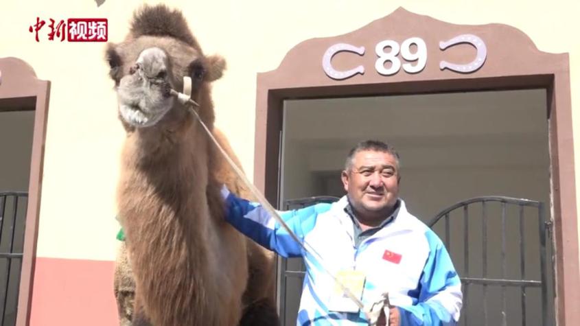 新疆民族运动会成“非遗”舞台 万里挑一的倔骆驼获佳绩