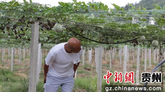 贵州金沙：吊瓜爬满藤 产业致富忙
