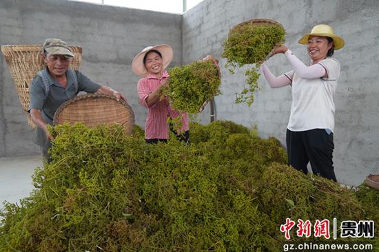 9月19日，务川自治县大坪街道甘禾社区村民将采收的吴茱萸装进库房。刘素琴 摄