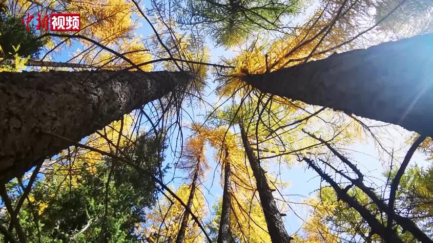 新疆東天山原始松林迎來最美秋色