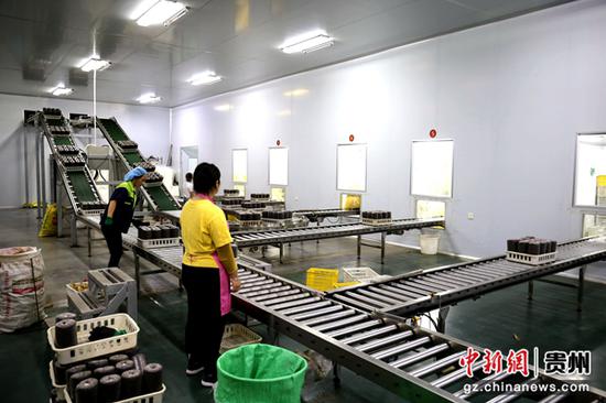 贵州荔波：食用菌生产忙 乡村振兴产业旺