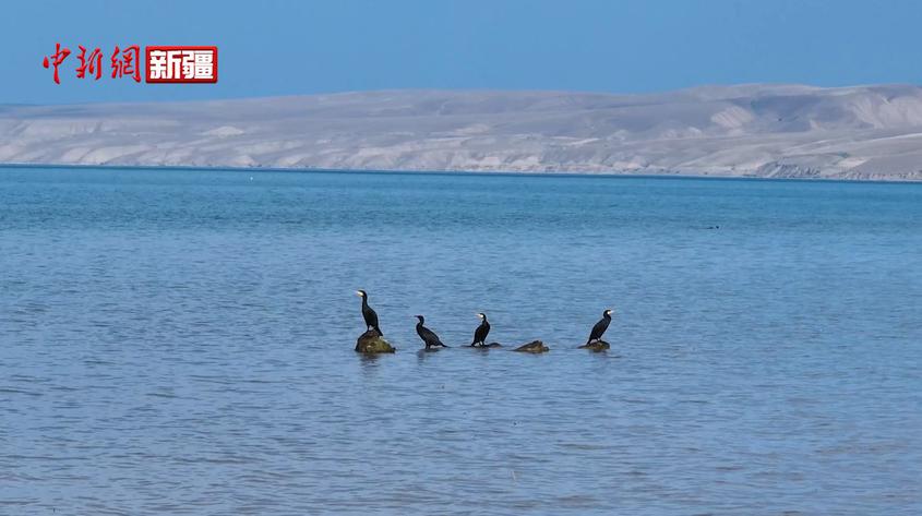 新疆特克斯：喀拉托海湖成水鳥世界