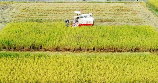 联合收割机正在收割水稻 肖月 摄