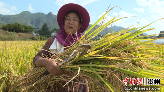 贵州绥阳小面积水稻超高产示范种植结果超目标产量