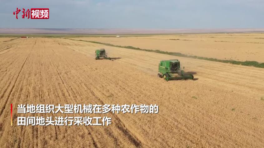 新疆福海县多作物丰收 实拍机械化采收