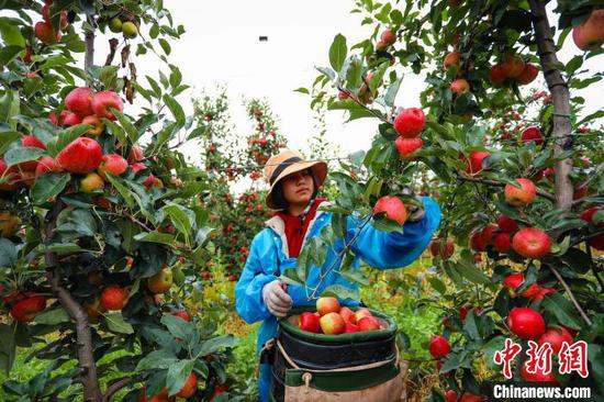 国家地理标志农产品“威宁苹果”走俏市场