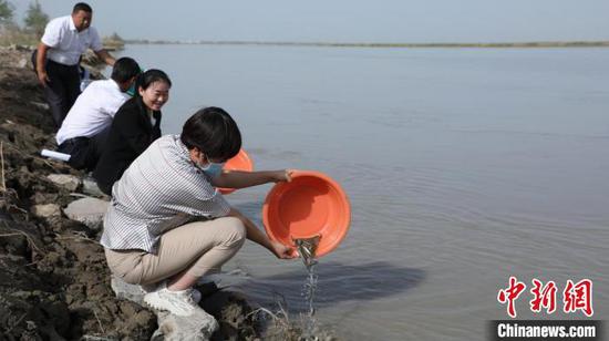 此次投放的“叶尔羌高原鳅”由新疆兵团第一师阿拉尔市农业农村局自繁自育。　潘许 摄
