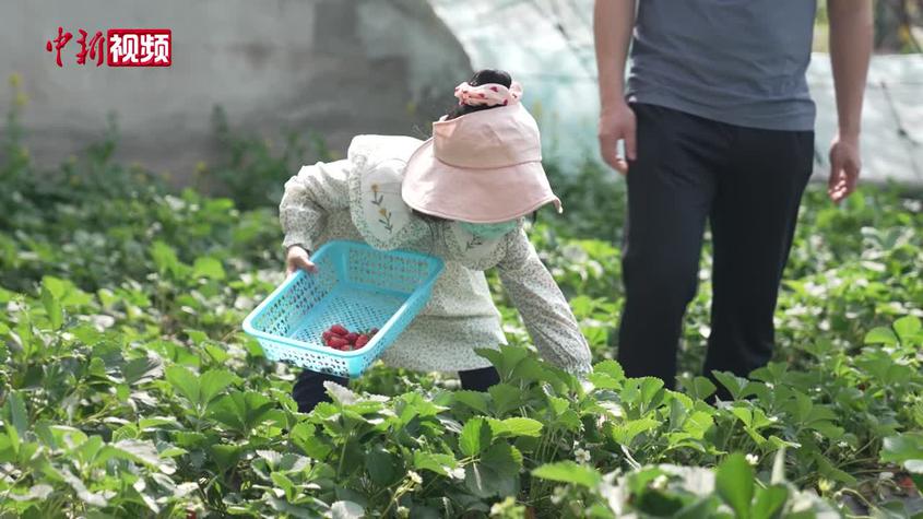 新疆兵团：草莓主题公园四季可采摘鲜食
