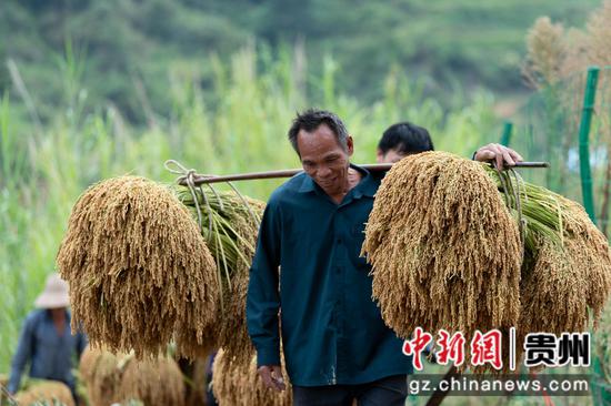 2022年9月23日，贵州省从江县丙妹镇大融村的村民在挑运糯稻谷。