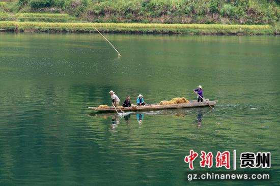 2022年9月23日，贵州省从江县丙妹镇大融村的村民用木船在装运糯稻谷（无人机照片）。