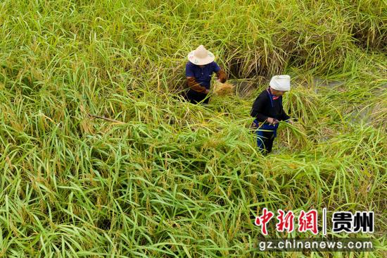 2022年9月23日，贵州省从江县丙妹镇大融村的村民在收割糯稻谷（无人机照片）。