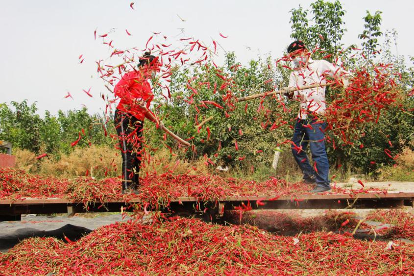 新疆阿瓦提縣：辣椒豐收