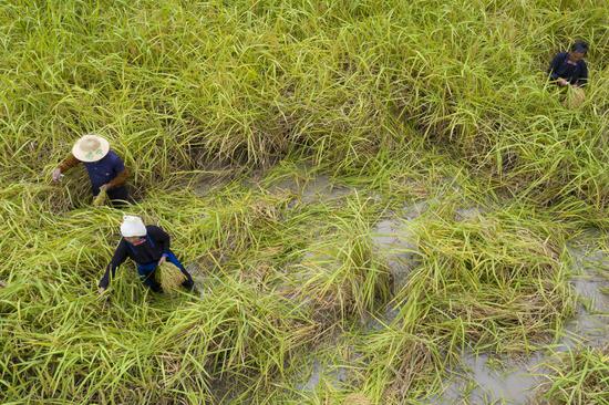 2022年9月23日，贵州省从江县丙妹镇大融村的村民在收割糯稻谷（无人机照片）。