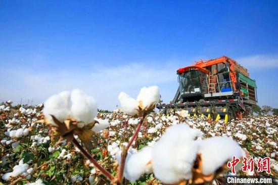 新疆兵团棉花主产区、石河子垦区349.4万亩棉花开采。　谭存正　摄