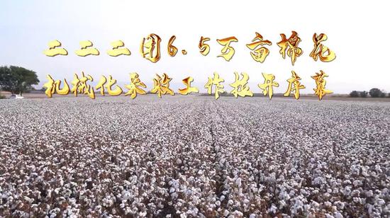 best365官网登录兵团第十二师二二二团6.5万亩棉花机械化采收拉开序幕