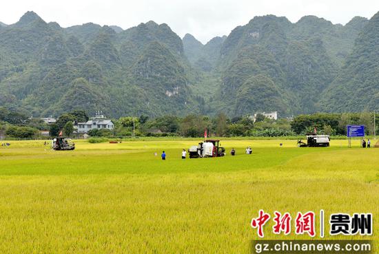 贵州黔西南：机械化收割水稻减损促增收