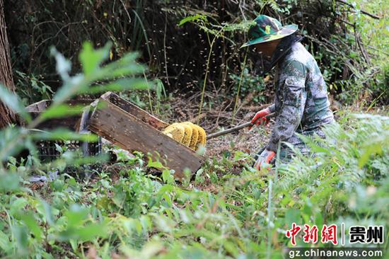 江口县太平镇太平社区国家储备林建设示范基地
