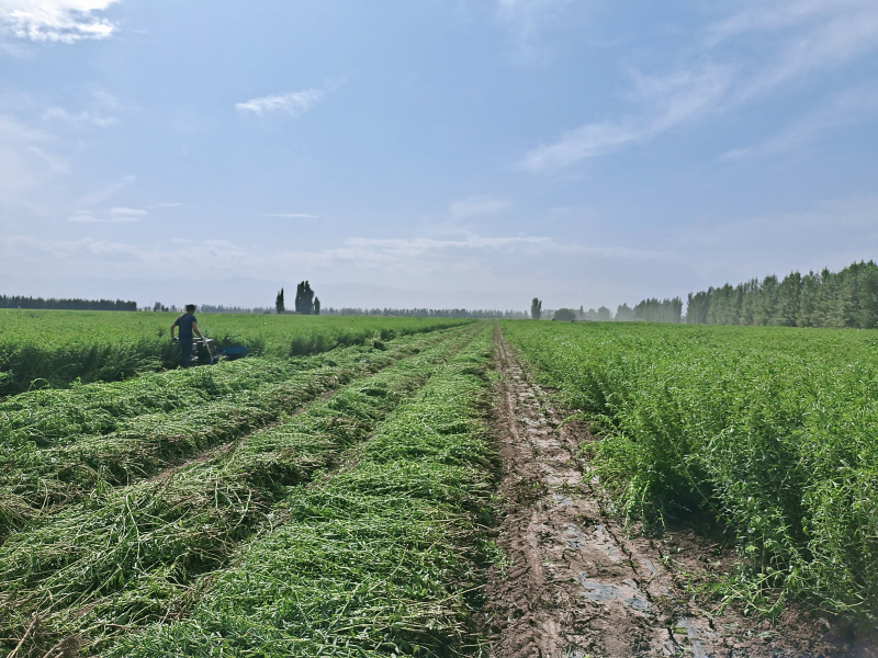 新疆察布查爾：甜葉菊喜獲豐收 “甜蜜”產業助農增收
