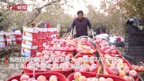 新疆双城镇：四万亩火红苹果挂树间喜迎丰收季