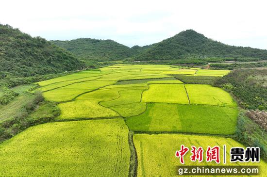 红枫湖镇右七村的水稻种植基地
