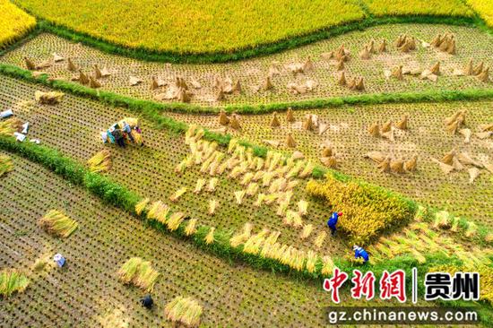 2022年9月26日，贵州省黔西市洪水镇解放村优质水稻种植基地，农民抢收成熟的稻谷（无人机照片）。
