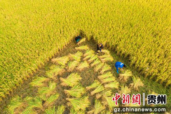 2022年9月26日，贵州省黔西市洪水镇解放村优质水稻种植基地，农民抢收成熟的稻谷（无人机照片）。