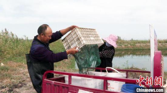 博湖县400余亩南北白对虾迎来成熟季，养殖户们忙着捕捞对虾。　 董柱岑 摄